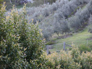 The Olive Trees 